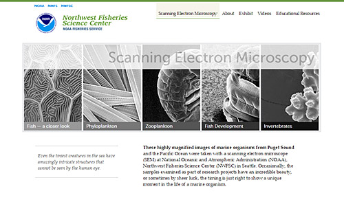 Scanning Electron Microscopy
